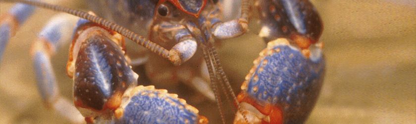 crayfish